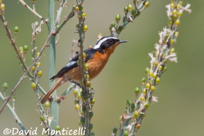 Moussier's Redstart_A8T0248.jpg