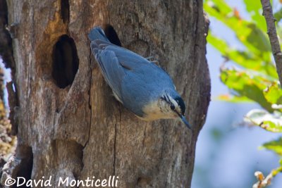 Algerian Nuthatch (male)_A8T0347.jpg