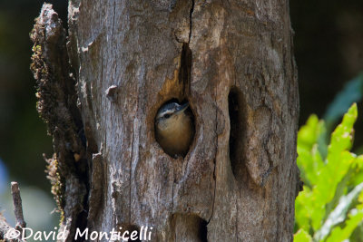 Female Algerian Nuthatch at nest (Tamentout Forest)_A8T0473.jpg