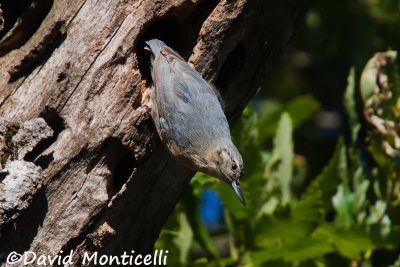 Algerian Nuthatch (female)_A8T0508.jpg