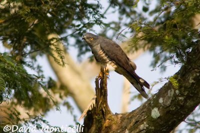 African Cuckoo-hawk_A8T0439.jpg