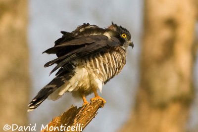 African Cuckoo-hawk_A8T0424.jpg