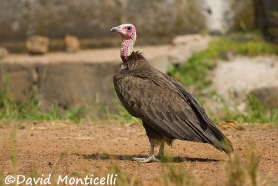 Hooded Vulture_A8T0314.jpg