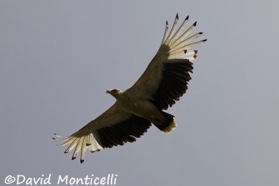 Palm-nut Vulture (adult)_Tiwai Island (Sierra Leone)