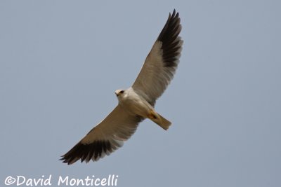 Black-shouldered Kite_A8T0083.jpg