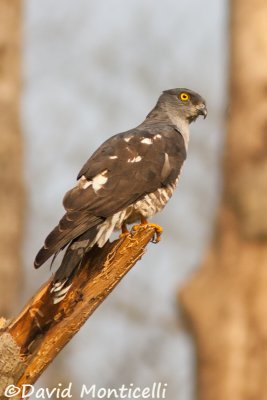 African Cuckoo-hawk_A8T0429.jpg