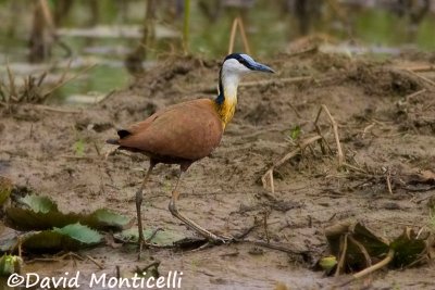 African Jacana (Actophilornis africana)_Kenema (Sierra Leone)