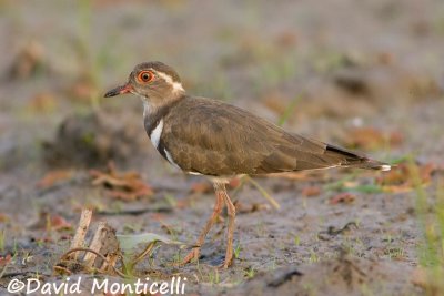 Forbes's Plover (Charadrius forbesi)_Kenema Rice fields (Sierra Leone)