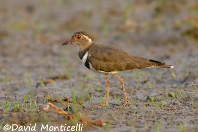 Forbes's Plover (Charadrius forbesi)_Kenema Rice fields (Sierra Leone)