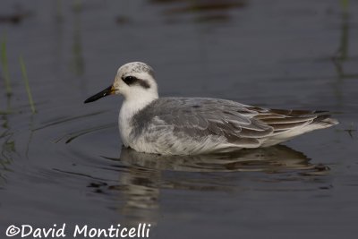 Grey Phalarope (Phalaropus fulicarius)_Kenema Rice fields (Sierra Leone)