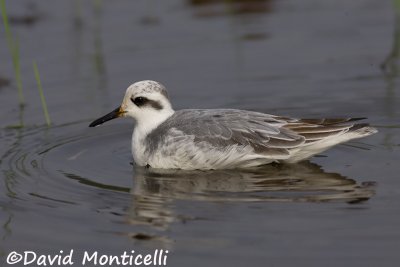 Grey Phalarope (Phalaropus fulicarius)_Kenema Rice fields (Sierra Leone)