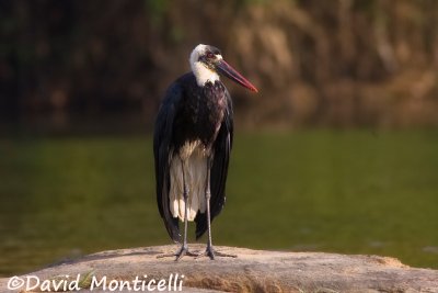 Woolly-necked Stork (Ciconia episcopes)_Tiwai Island (Sierra Leone)
