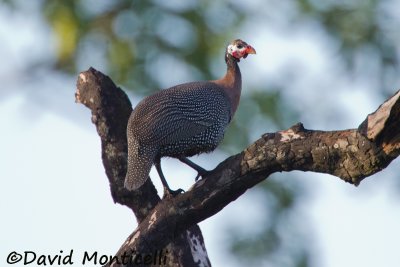 Helmeted Guineafowl (Numida meleagris)_Bumbuna (Sierra Leone)