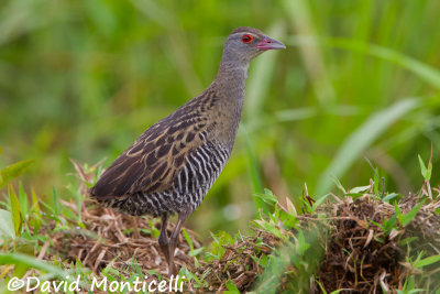 African Crake (Crex egregia)_Kenema Rice fields (Sierra Leone)