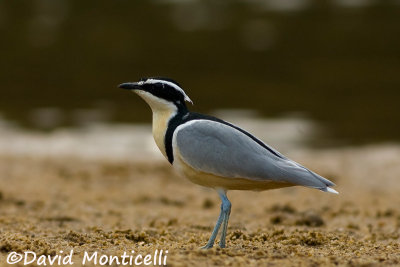 Egyptian Plover (Pluvianus aegyptius)_Moa River, Kenema (Sierra Leone)