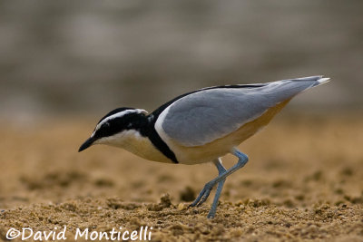 Egyptian Plover (Pluvianus aegyptius)_Moa River, Kenema (Sierra Leone)