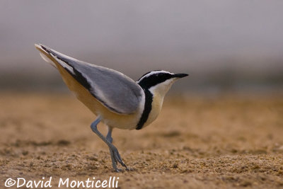 Egyptian Plover (Pluvianus aegyptius)_Moa River, Kenema (Sierra Leone)