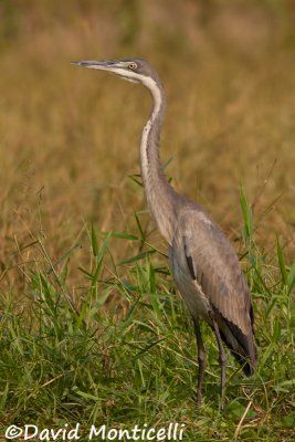 Black-headed Heron (Ardea melanocephala)_Rice fields near Kenema (Sierra Leone)