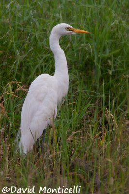 Intermediate Egret (Egretta intermedia)_Rice fields near Kenema (Sierra Leone)