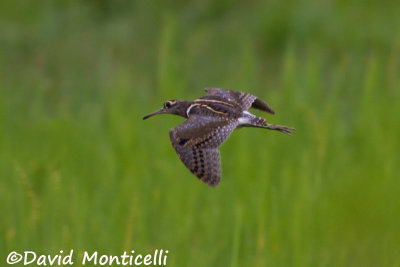 Painted Snipe (Rostratula benghalensis)(male)_Kenema Rice fields (Sierra Leone)