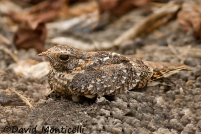 Standard-winged Nightjar_A8T0088.jpg