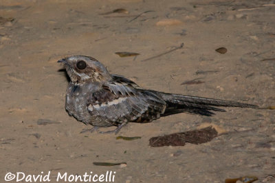 Long-tailed Nightjar_A8T0568.jpg