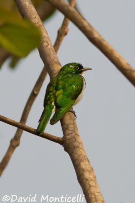 Klaas's Cuckoo_A8T0069.jpg