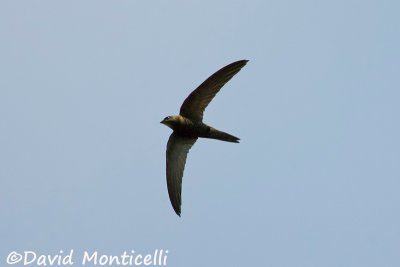 African Black Swift_A8T0125.jpg