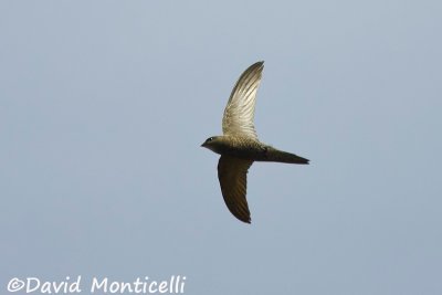 African Black Swift_A8T0126.jpg