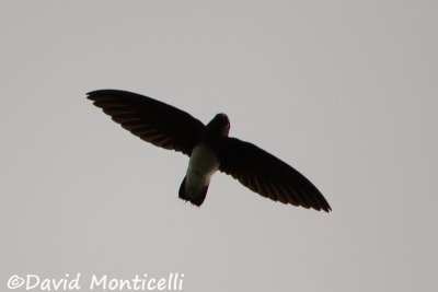 Sabine's Spinetail_V1F6689.jpg