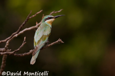 European Bee-eater_A8T0103.jpg