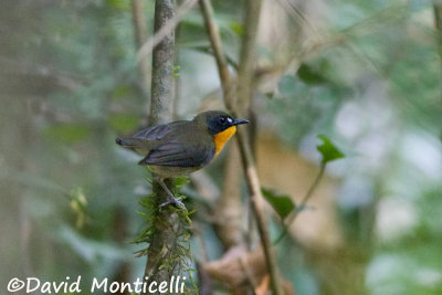 Forest Robin (Stiphrornis erythrothorax)(adult)_Gola Rainforest National Park (Sierra Leone)
