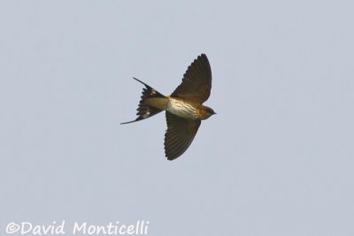 Lesser Striped Swallow_A8T0240.jpg