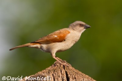 Northern Grey-headed Sparrow_V1F4980.jpg