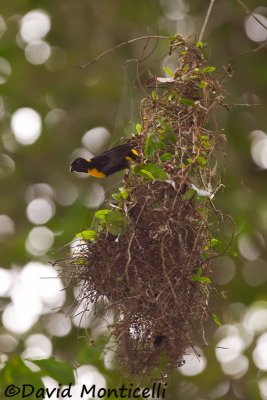 Gola Malimbe at nest_V1F5672.jpg