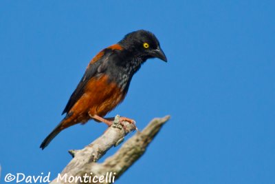 Vieillot's Black Weaver_V1F6414.jpg