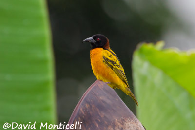 Village Weaver_V1F6740.jpg