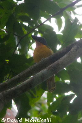 Lagden's Bush-shrike_A8T0058.jpg