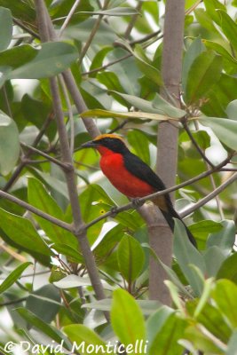 Yellow-crowned Gonolek_A8T0402.jpg
