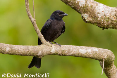 Fork-tailed Drongo_V1F6008.jpg