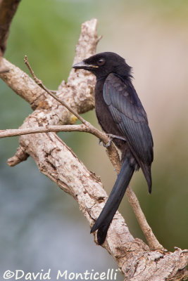 Fork-tailed Drongo_V1F6018.jpg