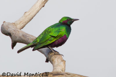 Emerald Starling_V1F6148.jpg