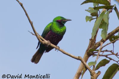 Emerald Starling_V1F6167.jpg