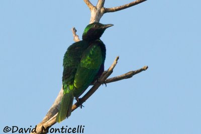 Emerald Starling_V1F6252.jpg