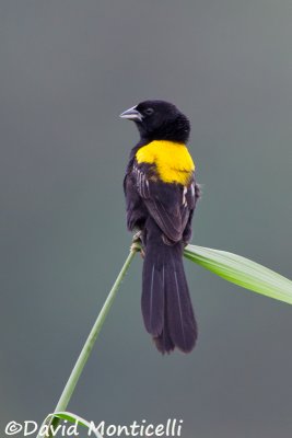 Yellow-mantled Widowbird_V1F7016.jpg