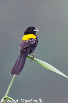 Yellow-mantled Widowbird_V1F7021.jpg