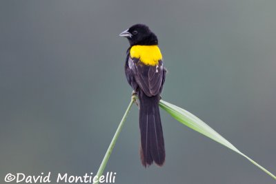 Yellow-mantled Widowbird_V1F7030.jpg