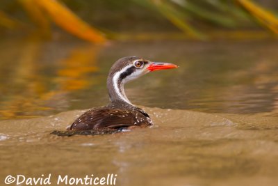 African Finfoot (Podica senegalensis)_Tiwai Island (Sierra Leone)