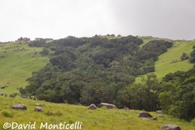 Gallery Forest, Loma Mountains - 1400-1500m (Sierra Leone)