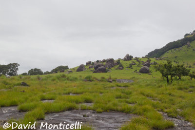 Grassland area, Loma mountains - 1400m (Sierra Leone)